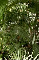 Photo Textures of Tropical Plants